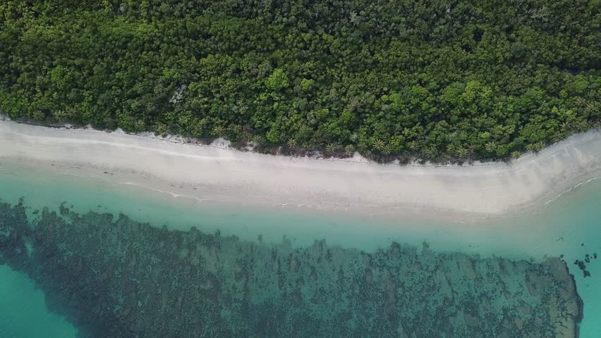 Aerial drone view of the Daintree Rainforest meeting the ocean, capturing bright sand, blue water, and lush tropical canopy along the pristine Queensland coastline.