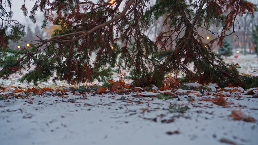 Autumn leaves rest on early winter snow beneath low pine branches, with warm park lights glowing softly. Lateral movement.