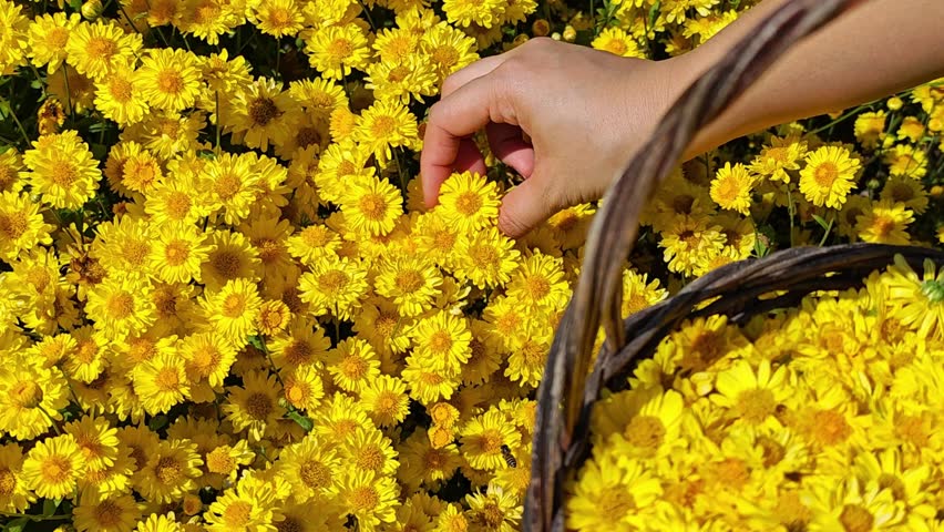 Hand holding a bunch of chrysanthemum flowers.
