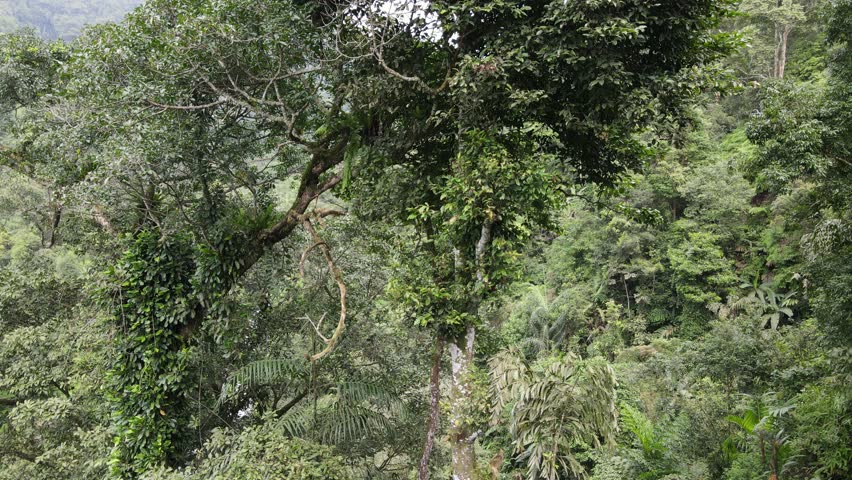Drone Footage of Waterfall in Dense Forest – Gomblang Waterfall from Above, Java Island, Indonesia