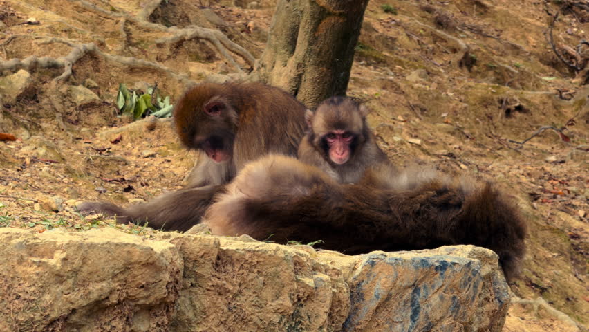 Group of Japanese macaques grooming and resting on a dirt-covered rocky terrain near tree roots in a forested environment.