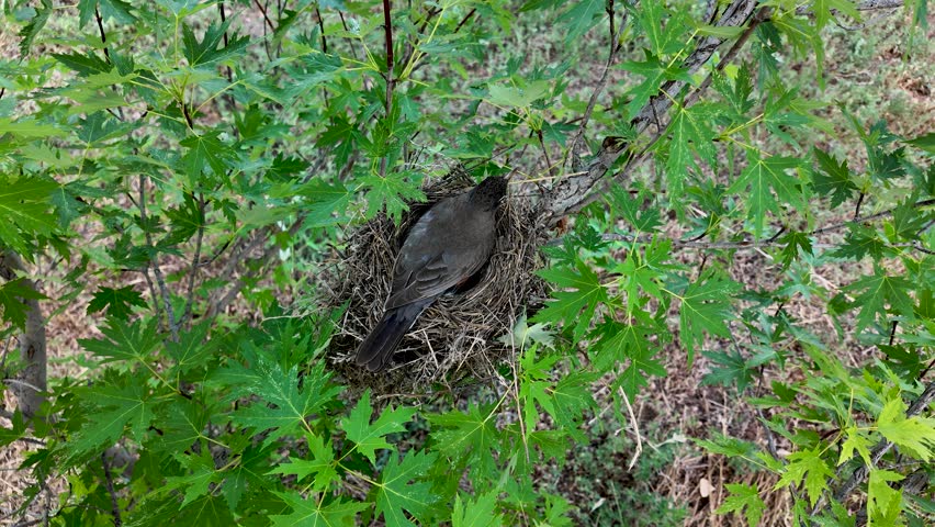 Robin leaves nest to feed leaving a clutch of 4 eggs in an Oak Tree.  Springtime brings the American Robin with a range from Mexico to Canada.  Unique turquoise egg color in a nest of grass, and weeds
