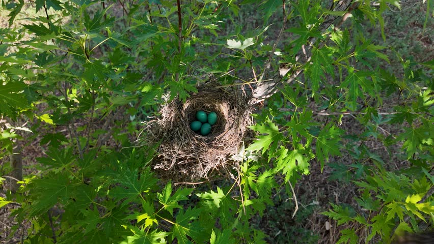 Robin arrives at nest after feeding leaving a clutch of 4 eggs in an Oak Tree.  Springtime brings the American Robin with a range from Mexico to Canada.  Unique turquoise colored  eggs in nest.