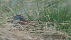 Water rail Rallus aquaticus hiding in dry grass in early spring morning - Powered by Shutterstock - Get 15% off with code: PIKWIZARD15
