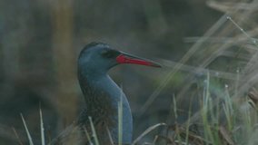 Water rail Rallus aquaticus hiding in dry grass in early spring morning - Powered by Shutterstock - Get 15% off with code: PIKWIZARD15
