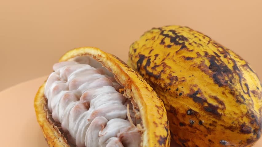 Fresh cocoa pods on empty ground