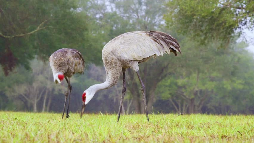Low-angle view of a Sandhill Crane (Antigone canadensis) couple foraging in grasslands, capturing natural behavior, elegant posture, and serene wildlife in a vibrant outdoor setting.