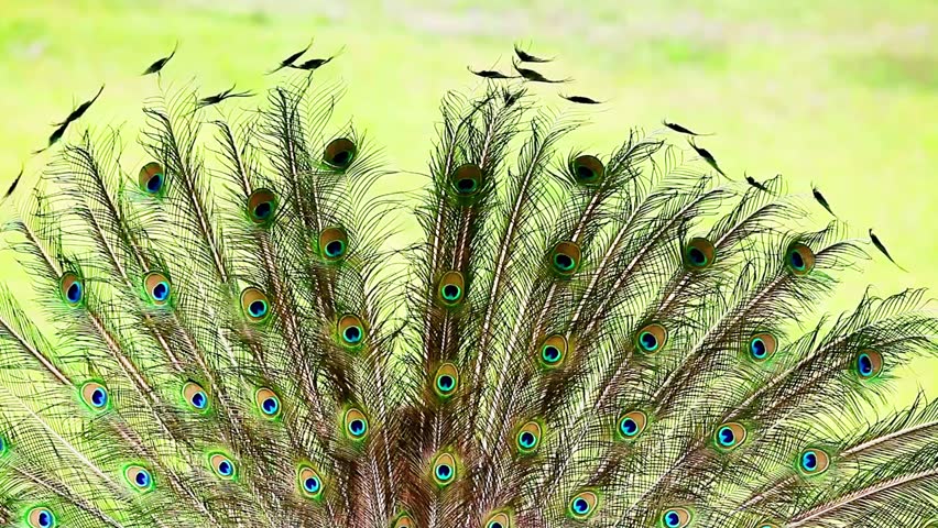 Stunning close-up of a peacock with fanned feathers, showcasing iridescent blues, greens, and golds, intricate eye patterns, and striking natural elegance in vibrant detail.