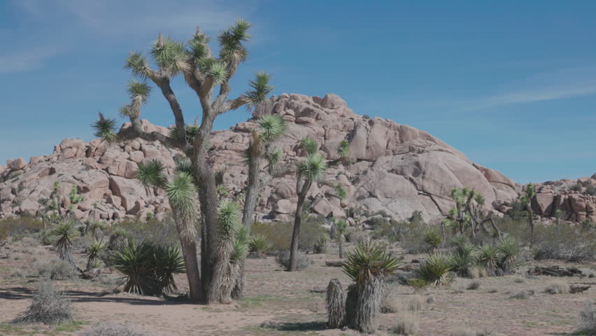 a zoom in clip of a grove of joshua trees on an autumn morning at joshua tree national park in california, usa