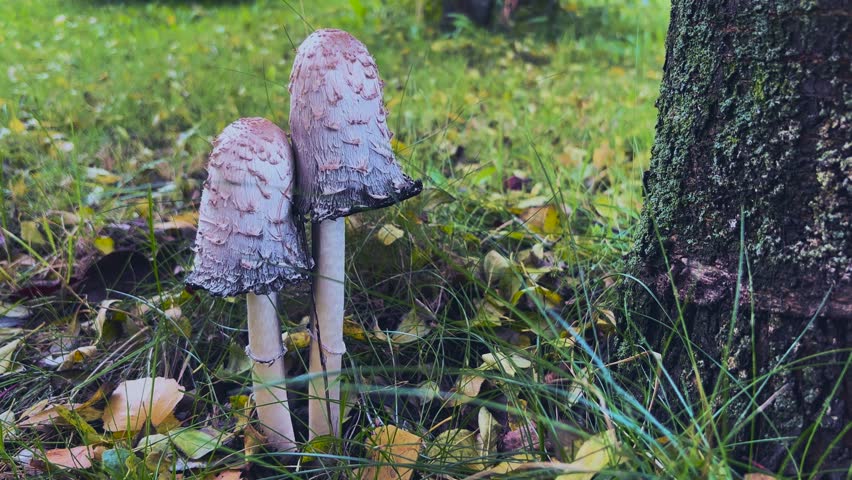 Magnificent white fantastic mushrooms grow on the lawn under the tree.