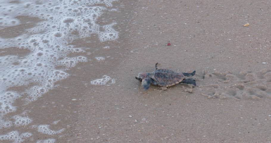 a tracking shot of a loggerhead turtle hatchling crawling towards the ocean at mon repos beach at sunset during summer in bundaberg, australia