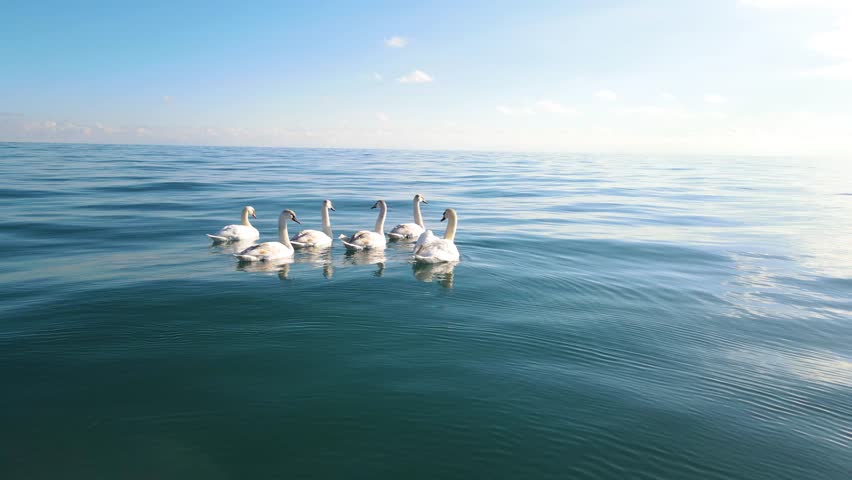 A flock of six white swans swimming gracefully on the calm blue surface of Lake Issyk-Kul under a clear sky on a sunny winter day