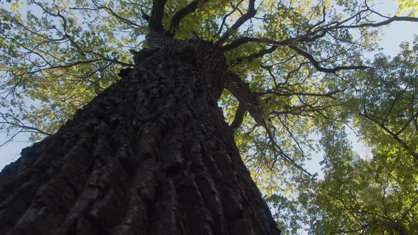 Cinematic upward-looking slowly tilting shot of a large old oak tree with thick branches extending across a vibrant green canopy. Sunlight filters through the leaves. Djurgården, Stockholm, Sweden 4K