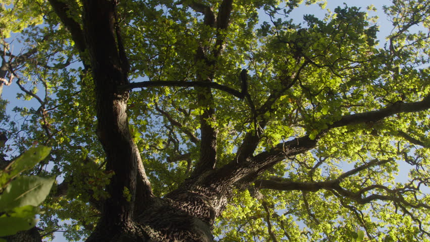 Cinematic upward-looking panning shot of a large old oak tree with thick curly branches extending across a vibrant green canopy. Sunlight filters through the leaves. Djurgården, Stockholm, Sweden 4K