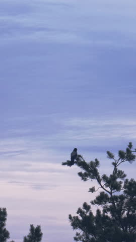 Solitary hooded crow sitting on a pine tree branch against a cloudy twilight sky, flapping its wings and then flying away, disappearing from the frame. A serene natural wildlife scene