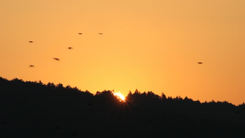sunrise over the hill and birds flying over