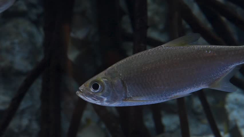 Silver Indo Pacific tarpon with large dark eye calmly glides past tangled mangrove roots in a softly lit brackish aquarium tank