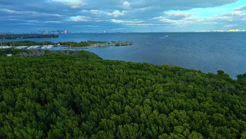 Birds glide across the sky above dense mangroves and the shimmering waters of Biscayne Bay, with the marina and distant Miami skyline completing this sweeping coastal scene.