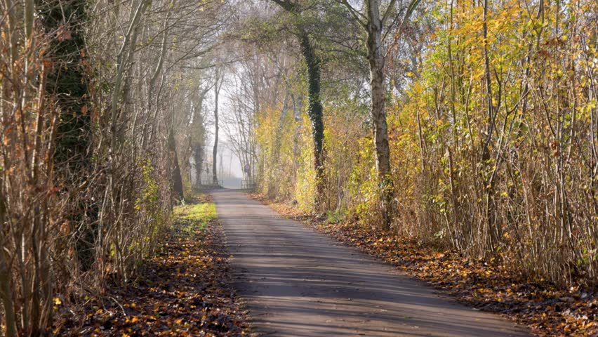 Paved pathway in autumn forest lined with tall trees and fallen yellow-brown leaves soft sunlight and cool shadows create a tranquil, inviting seasonal atmosphere.