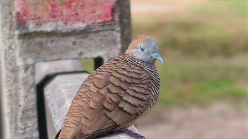 Close-up of a Zebra Dove (Geopelia striata) or Barred Ground Dove perched on a concrete ledge with a blurred background.
