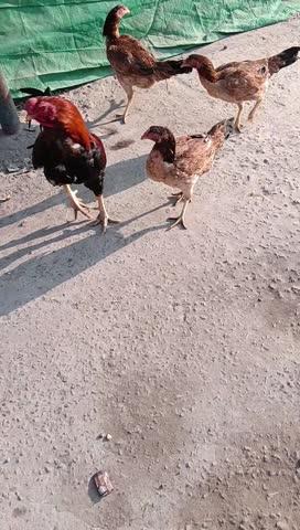 chickens peck at the ground in an outdoor farm setting, moving actively as they search for food. The scene shows a close-up, low-angle view of the birds foraging together.
