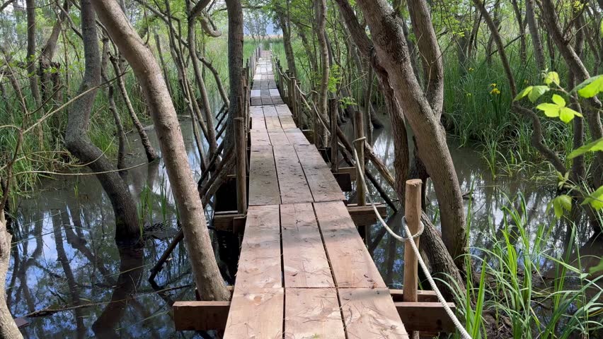 Video of a long, narrow wooden walkway over water, leading into a marshy area surrounded by trees and tangled vegetation. 