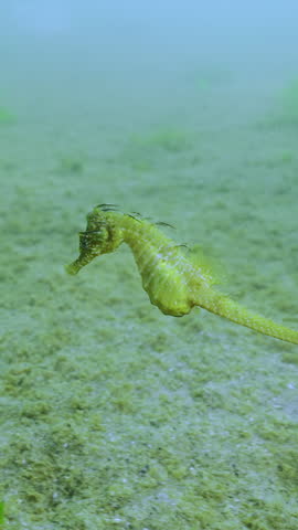 Vertical video, Close-up of yellow Seahorse swimming over seabed covered with colonial form of blue-green algae, Slow motion