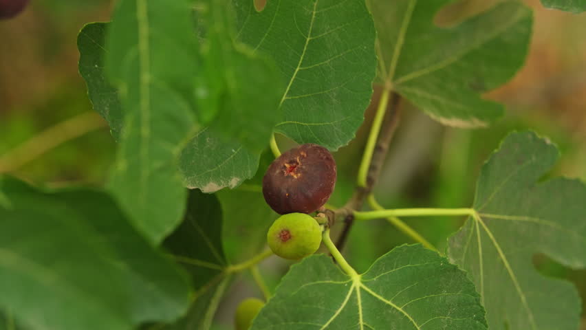 Harvesting figs from a bush, closeup