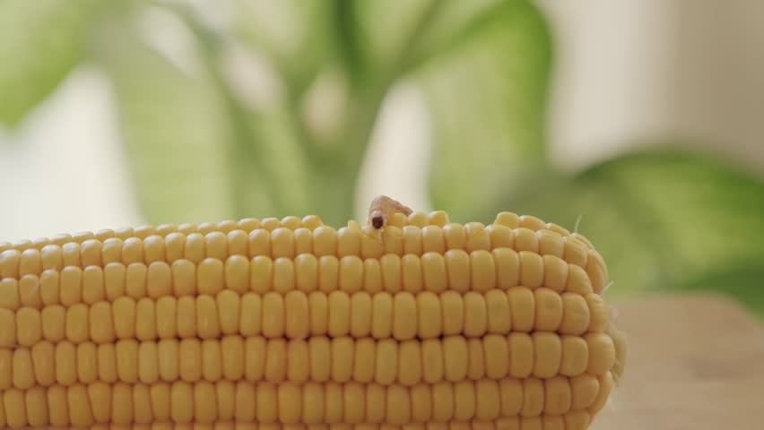 Close-up of a helicoverpa zea larva, a major agricultural pest, crawling over the yellow kernels of a fresh sweet corn cob, representing crop damage and the need for insect control