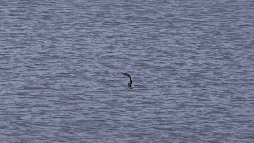 Anhinga tossing and eating a fish