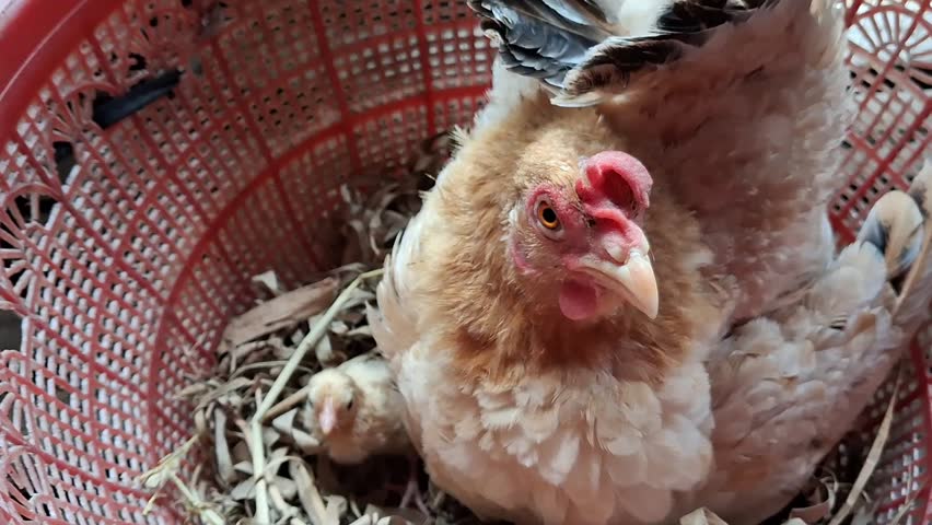 Hen is brooding in a basket. Rural area Indonesia. Ayam kategori.