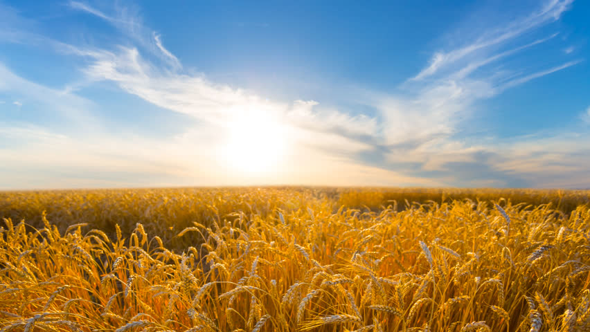 summer golden wheat field at the sunset time lapse scene