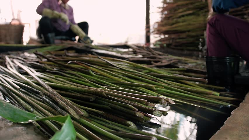 Women cleaning harvested lotus plant stems in a water basin. Artisans preparing the raw material for lotus silk fabric, Cambodia, Siem Reap