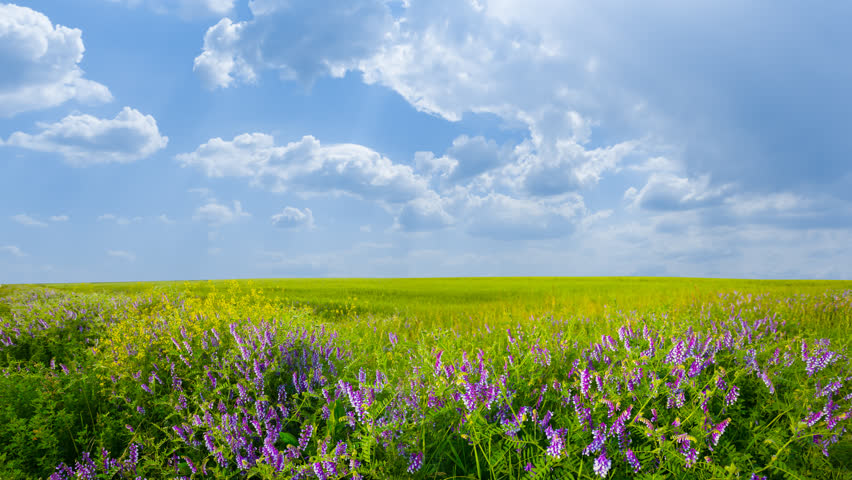 green summer prairie with flowers time lapse scene