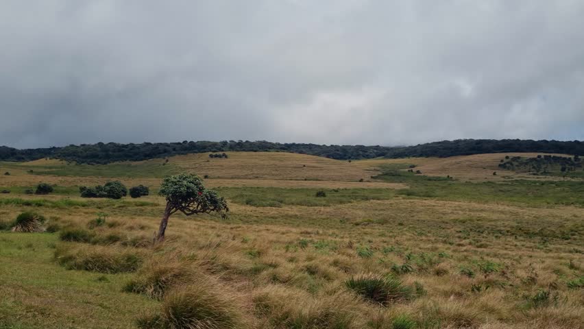 Panoramic view of the Horton Plains grasslands in Sri Lanka’s highlands under shifting clouds, capturing serene open terrain and misty atmosphere