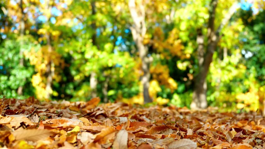 Sunlight swaying gently through the trees over brown fallen leaves. Focus on the fallen leaves in the foreground. Abstract nature background of beautifully blurred autumn foliage.