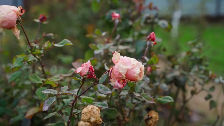 Smooth camera parallax around a rose growing in late autumn, close-up