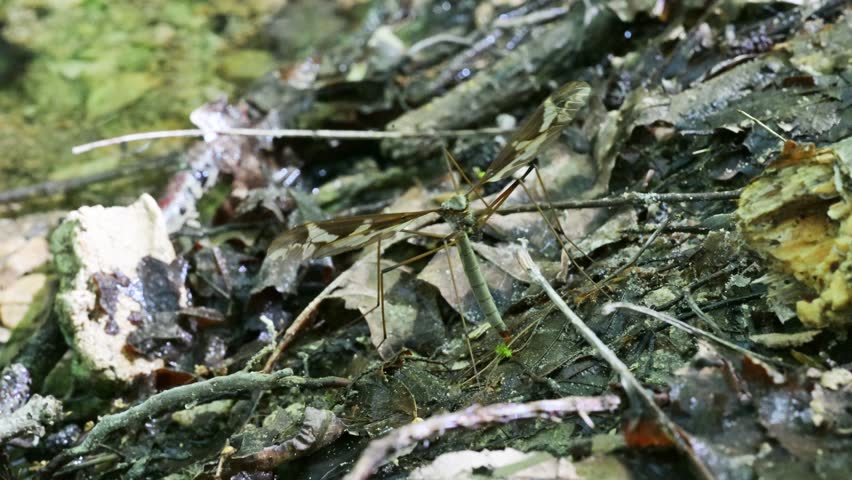 cranefly lays its eggs in the damp earth on the bank of a stream, cranefly, lays eggs, bank of a stream, tipulidae, tipula, CRANE FLY,  MOUNTAIN STREAM, CREEK, TORRENT,  edge of a creek, creek, 
