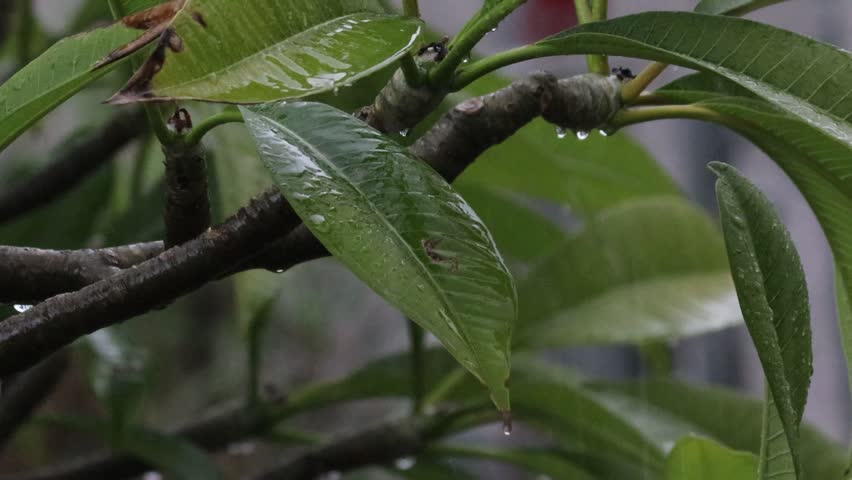 A close-up shot of large green leaves of a tropical bush being steadily hit by heavy rain, creating droplets and movement on the foliage. Macro weather video
