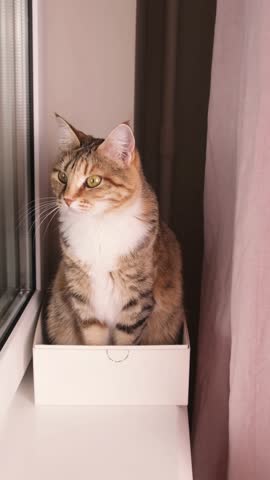 Domestic cat sits comfortably in small cardboard box on windowsill demonstrating feline love for confined spaces and playful curiosity in home setting