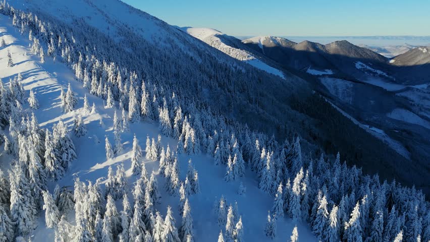  Aerial Snow covered fir forest in cold mountains. Beautiful winter nature with snow covered frosty forest trees.