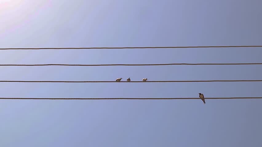 Barn swallows perched on electric wires, releasing soft melodic chirps that fill the quiet air with gentle rhythm—an elegant wildlife moment ideal for documentaries and bird-behavior studies.