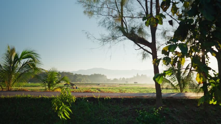 Daily life in an Asian countryside. A lone rider on a motorbike passing through lush fields and palm trees under a hazy morning sky.