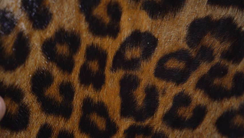 leopard skin texture, close up 