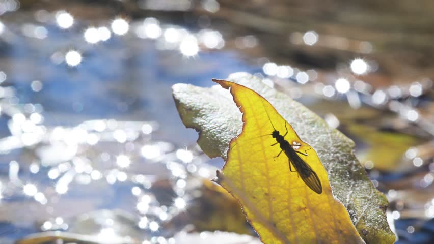 caddysflies near water,  fall, forest, caddisfly , caddis-fly, trichopteran, adult, tricoptera, autumn,  mountain, Valle d'Aosta, Italy, in flight, fall, forest, caddisfly , Gran Paradiso Park