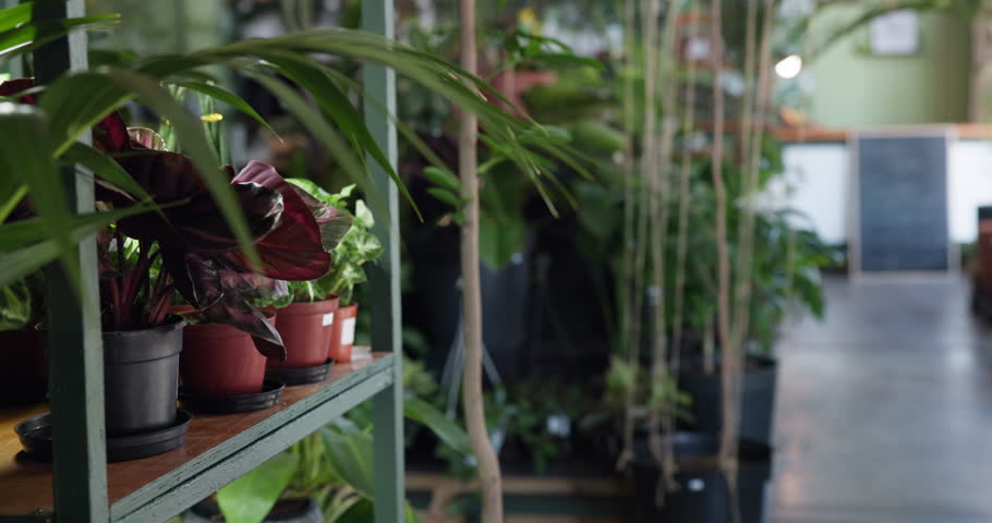 Flowers, gardening and plants for growth, market and shelf for landscaping, earth day and ecology product. Sustainability, eco friendly and carbon capture in outdoor nursery for spring garden shop