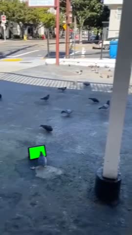 A pigeon curiously looks at a tablet with a green screen while other pigeons walk around on the pavement.