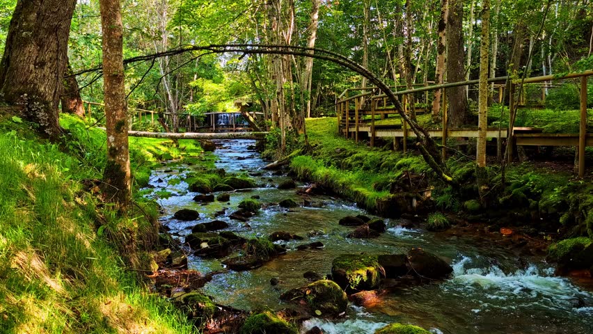 Forest stream with wooden path and moss-covered stones in shade