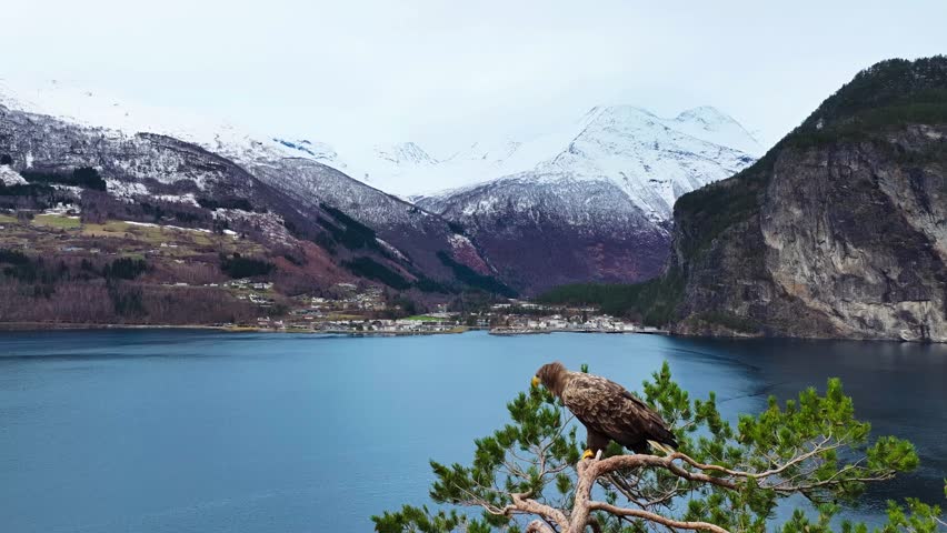 A majestic eagle perched on a pine tree overlooking a calm fjord, with snow-capped mountains, steep cliffs, and a small village across the water under a cold, overcast sky. location Valldal, Norway.