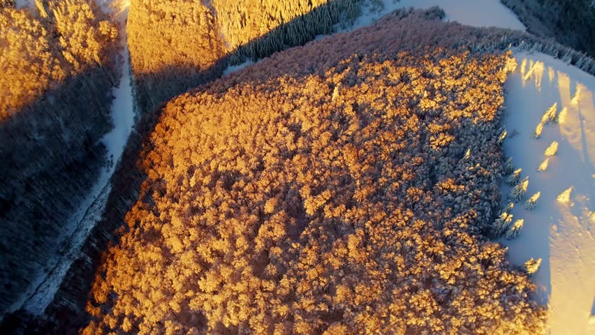 Aerial high angle over snowy winter forest hillside with golden morning light and frosty shaded valley in Carpathians